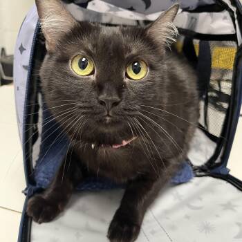 Domestic Medium Hair Cats Available for Adoption - Luna | PetCurious