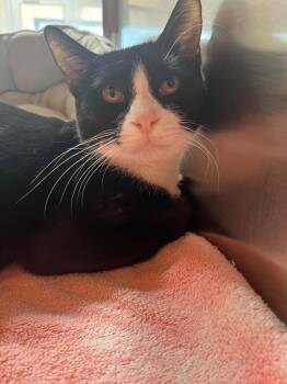 Domestic Short Hair Cats Available for Adoption in Chambersburg, Pennsylvania - Stew | PetCurious