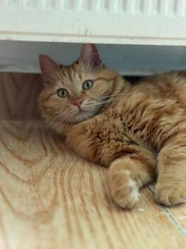 Domestic Long Hair Cats Available for Adoption in Franklin Township, New Jersey - Lily, The Gorgeous Ginger Gal  | PetCurious