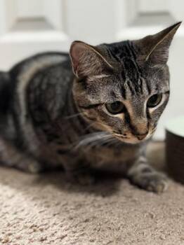 Ophelia -  Tabby and Domestic Short Hair Cat for Adoption in Liverpool, Texas - Ophelia | PetCurious
