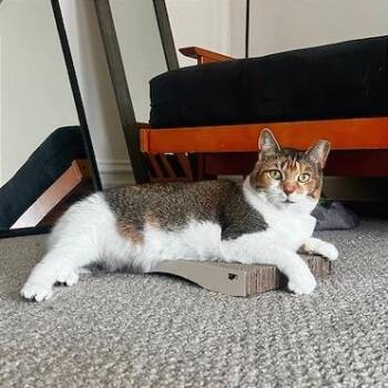 Panda -  Domestic Short Hair Cat for Adoption in Gibsonia, Pennsylvania - Panda | PetCurious