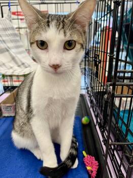 Domestic Short Hair Cats Available for Adoption in Schertz, Texas - Len HL | PetCurious