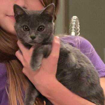 Rescue Russian Blue and Domestic Short Hair Cats for Adoption in Boca Raton, Florida - Comet | PetCurious