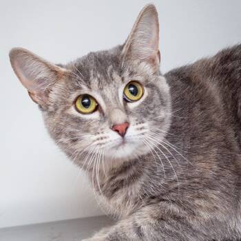 Rescue Domestic Short Hair Cats for Adoption in Hattiesburg, Mississippi - Clawdia | PetCurious