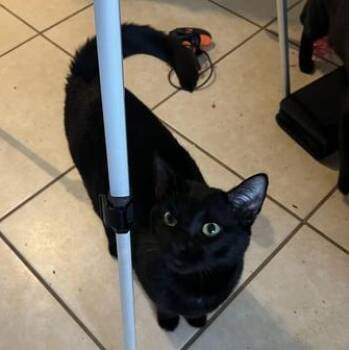 Domestic Medium Hair Cats Available for Adoption - Apollo | PetCurious