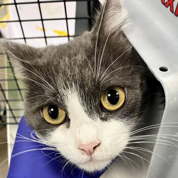 Sage -  Domestic Short Hair Cat for Adoption in Las Cruces, New Mexico - Sage | PetCurious