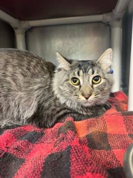 Milo -  Domestic Short Hair Cat for Adoption in Marion, Ohio - Milo | PetCurious