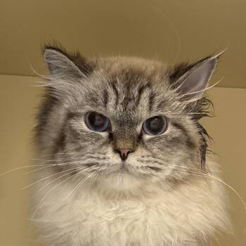 Bunny -  Siberian Cat for Adoption in Naperville, Illinois - Bunny | PetCurious