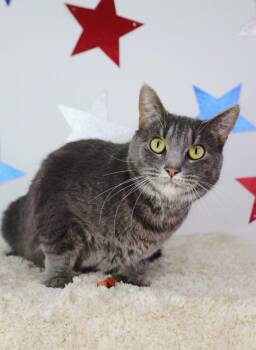 Gigi -  Domestic Short Hair Cat for Adoption in Ashland, Kentucky - Gigi | PetCurious
