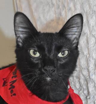 Rescue Domestic Medium Hair Cats for Adoption in Springfield, Ohio - Oaken | PetCurious