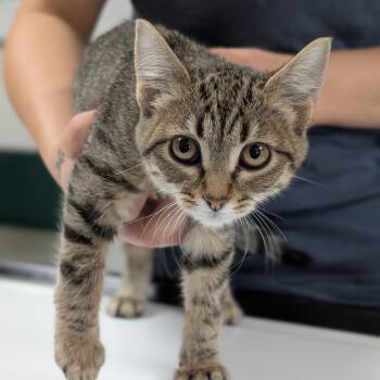 Rescue Domestic Short Hair Cats for Adoption in Canton, Illinois - Madyson | PetCurious