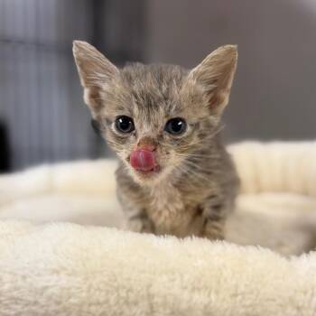 Pear -  Domestic Short Hair Cat for Adoption in Fort Smith, Arkansas - Pear | PetCurious