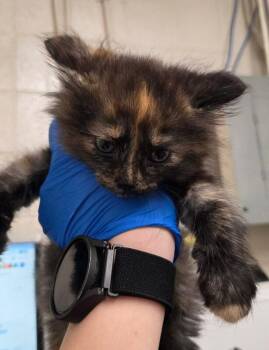 Meghan -  Domestic Long Hair Cat for Adoption in Fruit Heights, Utah - Meghan | PetCurious