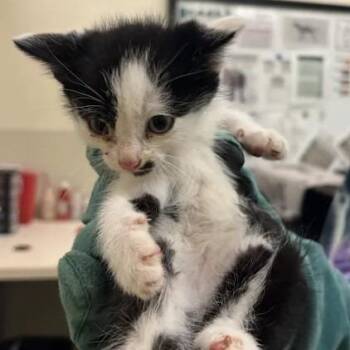Brookneal -  Domestic Short Hair Cat for Adoption in Lynchburg, Virginia - Brookneal | PetCurious