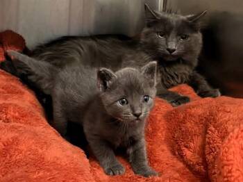 MINNIE -  Domestic Short Hair Cat for Adoption in Tustin, California - MINNIE | PetCurious