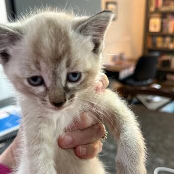Luna -  Siamese Cat for Adoption in Ferndale, Washington - Luna | PetCurious