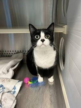 Enzo -  Domestic Short Hair Cat for Adoption in Kansas City, Missouri - Enzo | PetCurious