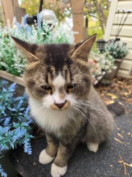 Leo -  Domestic Medium Hair Cat for Adoption in Winnipeg, Manitoba - Leo | PetCurious