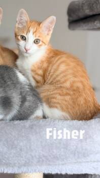 Rescue Domestic Short Hair Cats for Adoption - Fisher | PetCurious