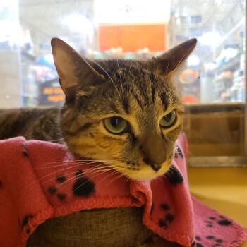 Charlotte -  Domestic Short Hair Cat for Adoption in Gerrardstown, West Virginia - Charlotte | PetCurious
