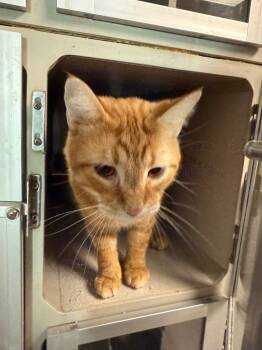 Rescue Domestic Short Hair Cats for Adoption in Greencastle, Indiana - Otis | PetCurious