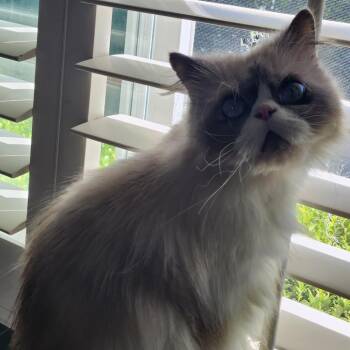 Spade -  Persian Cat for Adoption in Long Beach, California - Spade | PetCurious