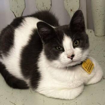 Felix - Fun and Friendly -  Tuxedo Cat for Adoption in Hoquiam, Washington - Felix - Fun And Friendly | PetCurious
