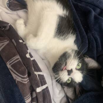 Rescue Domestic Short Hair Cats for Adoption in Philadelphia, Pennsylvania - Minnie | PetCurious