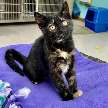 Glory -  Domestic Short Hair Cat for Adoption in Jamestown, North Dakota - Glory | PetCurious