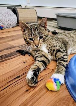 Domestic Short Hair and Tabby Cats Available for Adoption in Westfield, Wisconsin - DB | PetCurious