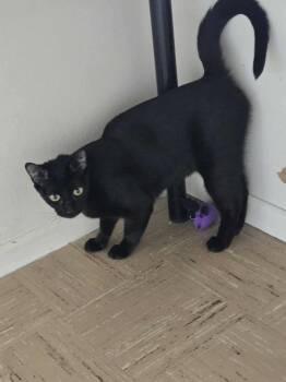 Rescue Bombay and Domestic Short Hair Cats for Adoption in Laguna Niguel, California - Prism | PetCurious