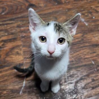 Wem VP -  Domestic Short Hair Cat for Adoption in San Antonio, Texas - Wem VP | PetCurious
