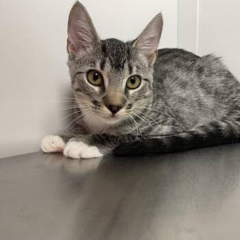 Solene -  Domestic Medium Hair Cat for Adoption in Hattiesburg, Mississippi - Solene | PetCurious