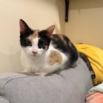 Fresier -  Domestic Short Hair Cat for Adoption - Fresier | PetCurious
