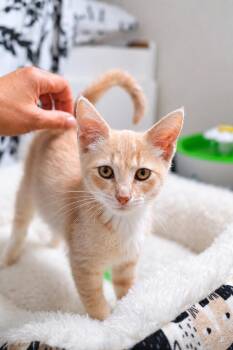 Butter -  Domestic Short Hair Cat for Adoption in Fremont, California - Butter | PetCurious