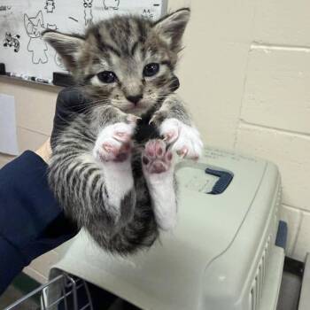 Sneezy -  Domestic Short Hair Cat for Adoption in Reno, Nevada - Sneezy | PetCurious
