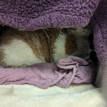 Shrimp Cocktail -  Domestic Short Hair Cat for Adoption in Charlottesville, Virginia - Shrimp Cocktail | PetCurious