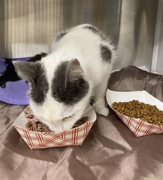 Domestic Short Hair Cats Available for Adoption - DOLLY | PetCurious