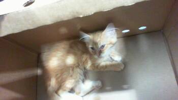 A1269054 -  Domestic Medium Hair Cat for Adoption in Charlotte, North Carolina - A1269054 | PetCurious