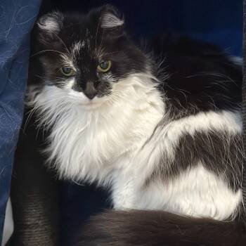 Domestic Long Hair Cats Available for Adoption in Victor, New York - Fancy Pants | PetCurious