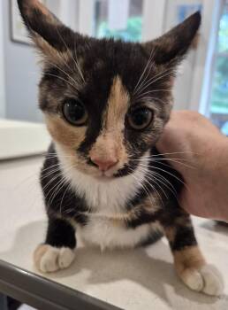 2026-91 Skittles -  Domestic Short Hair Cat for Adoption in Windsor, Connecticut - 2026-91 Skittles | PetCurious
