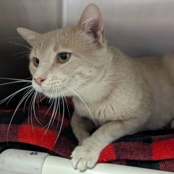 Rescue Domestic Short Hair Cats for Adoption in Springfield, Illinois - Crush | PetCurious