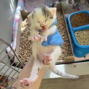 Snow White -  Domestic Short Hair Cat for Adoption in Spokane, Washington - Snow White | PetCurious