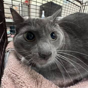 Polly -  American Shorthair Cat for Adoption in Chicago, Illinois - Polly | PetCurious
