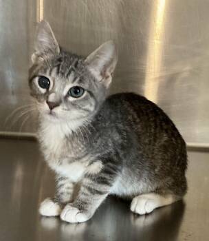 Gunter -  Domestic Short Hair Cat for Adoption in Bloomsdale, Missouri - Gunter | PetCurious
