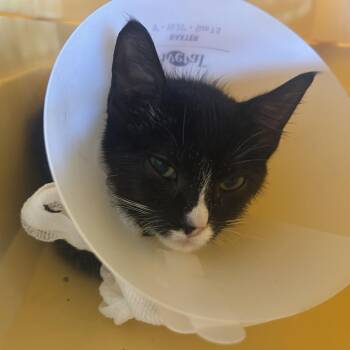 Cherrio -  Domestic Short Hair Cat for Adoption in Leander, Texas - Cherrio | PetCurious