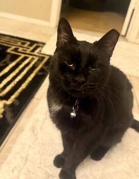 Rescue American Shorthair Cats for Adoption in Glendale, Arizona - T'challa | PetCurious