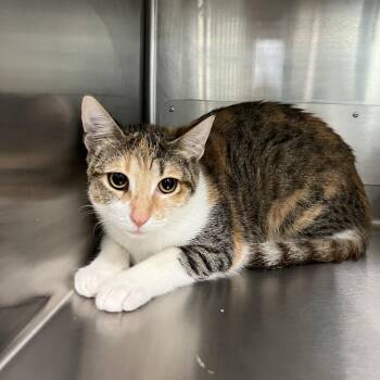 Domestic Short Hair Cats Available for Adoption in Corpus Christi, Texas - Maeve | PetCurious