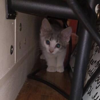 Domestic Short Hair Cats Available for Adoption in Woodstock, Virginia - Cameron | PetCurious