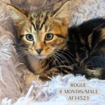 Rogue -  Domestic Short Hair Cat Available for Adoption - Rogue | PetCurious